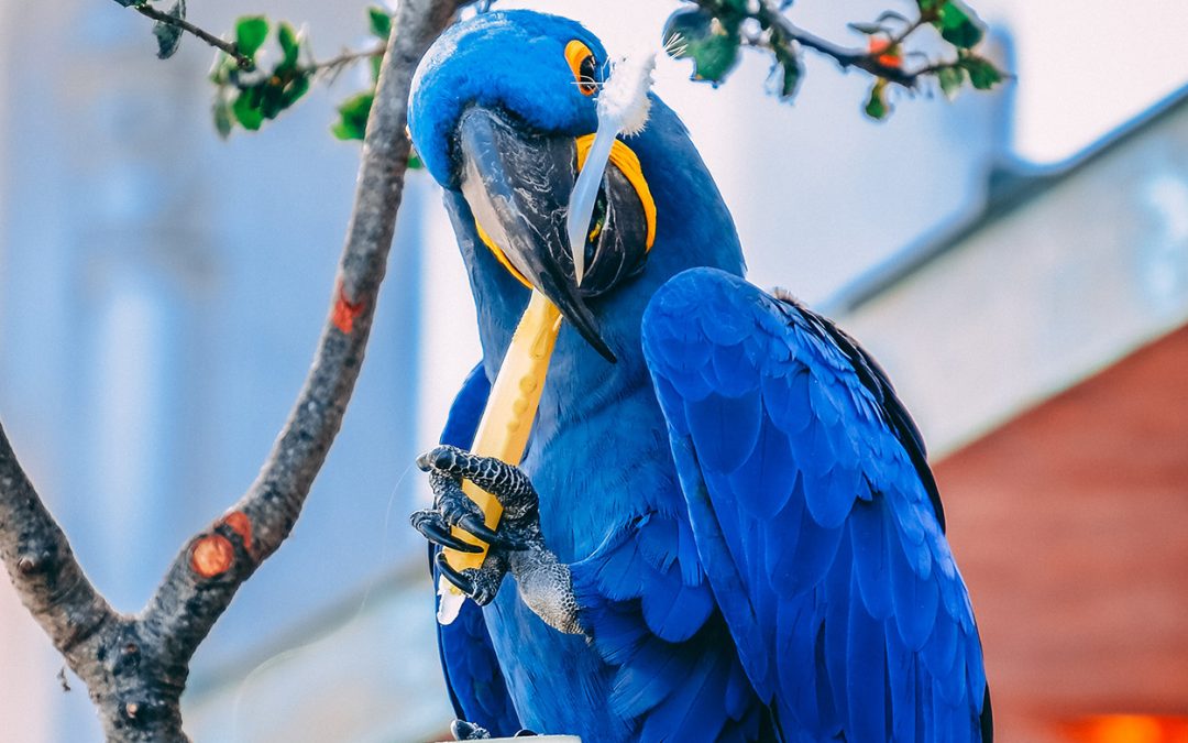 parrot holding a toothbrush